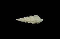 藏品(黃蟹守螺)的圖片